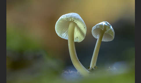 Fleischbräunlicher Helmling (Mycena metata)