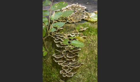 Schmetterlings-Tramete (Trametes versicolor)