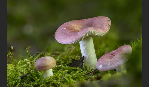 Birkenspeitäubling (Russula betularum)