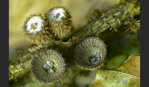 Gestreifter Teuerling (Cyathus striatus)