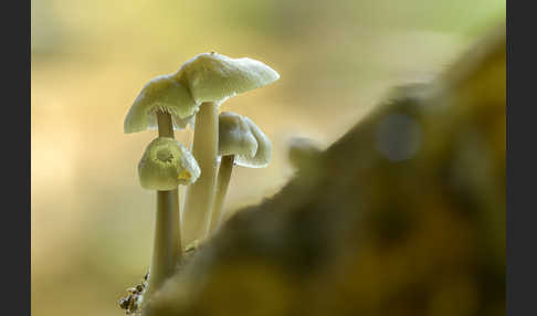 Fleischbräunlicher Helmling (Mycena metata)