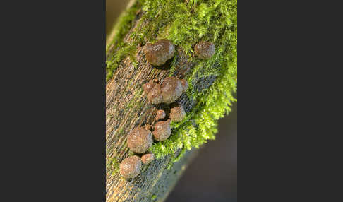 Gestielter Holzkohlenpilz (Daldinia fissa)