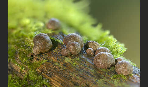 Gestielter Holzkohlenpilz (Daldinia fissa)