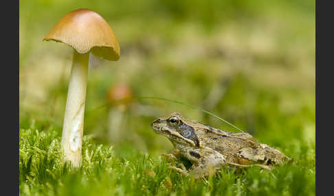 Grasfrosch (Rana temporaria)