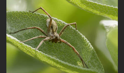 Raubspinne spec. (Pisaura  mirabilis)