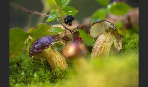 Maronenröhrling (Boletus badius)