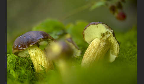 Maronenröhrling (Boletus badius)