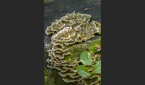 Schmetterlings-Tramete (Trametes versicolor)