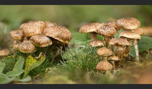 Dunkler Hallimasch (Armillaria ostoyae)