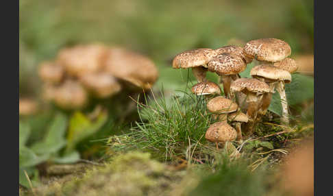 Dunkler Hallimasch (Armillaria ostoyae)