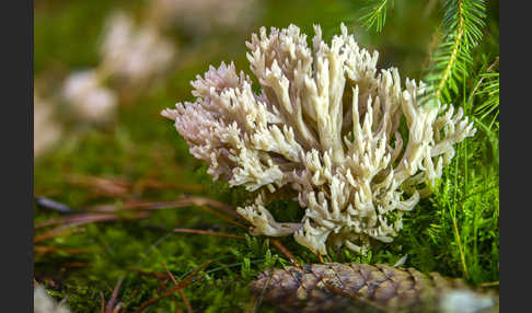 Kammförmige Koralle (Clavulina coralloides)