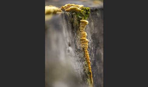 Zaunblättling (Gloeophyllum sepiarium)