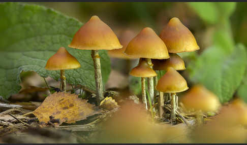 Überhäuteter Häubling (Galerina autumnalis)