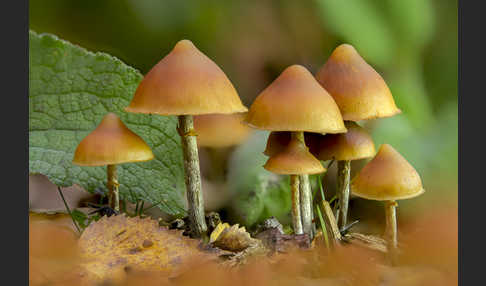 Überhäuteter Häubling (Galerina autumnalis)