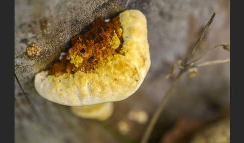 Zaunblättling (Gloeophyllum sepiarium)