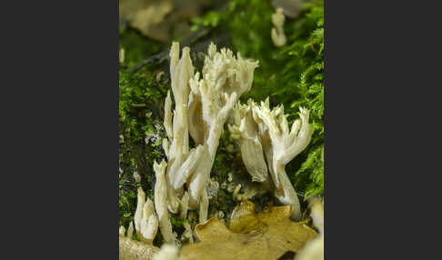 Kammförmige Koralle (Clavulina coralloides)