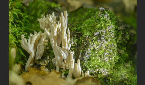 Kammförmige Koralle (Clavulina coralloides)