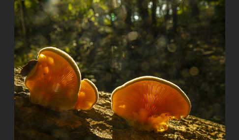 Orangeseitling (Phyllotopsis nidulans)