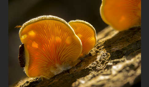 Orangeseitling (Phyllotopsis nidulans)