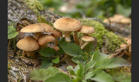 Dunkler Hallimasch (Armillaria ostoyae)