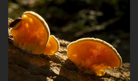 Orangeseitling (Phyllotopsis nidulans)