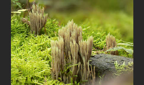 Grünspitzige Koralle (Ramaria apiculata)