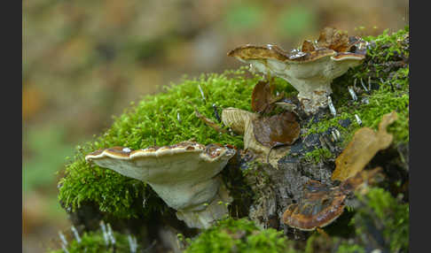 Laubholz-Harzporling (Ischnoderma resinosum)