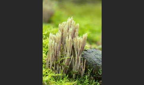 Grünspitzige Koralle (Ramaria apiculata)