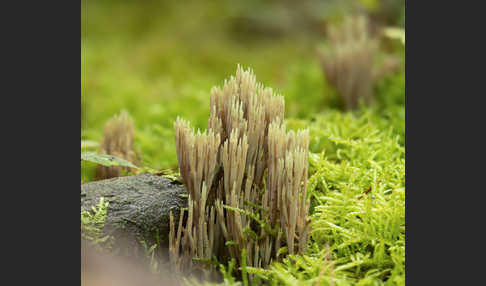 Grünspitzige Koralle (Ramaria apiculata)