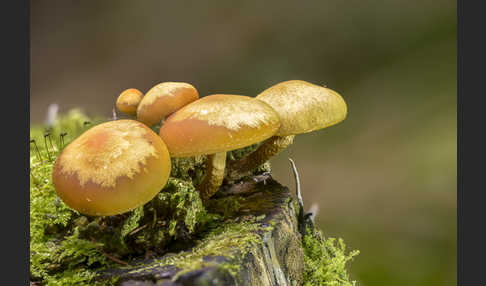 Stockschwämmchen (Kuehneromyces mutabilis)