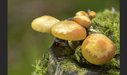 Stockschwämmchen (Kuehneromyces mutabilis)