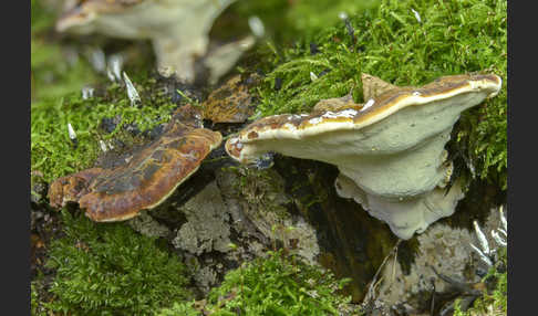 Laubholz-Harzporling (Ischnoderma resinosum)