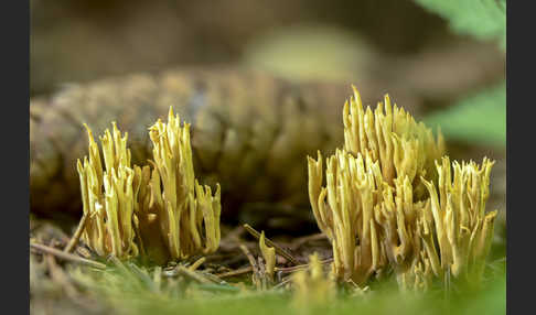 Flattrige Koralle (Ramaria flaccida)