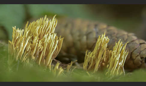 Flattrige Koralle (Ramaria flaccida)