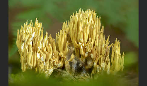 Flattrige Koralle (Ramaria flaccida)