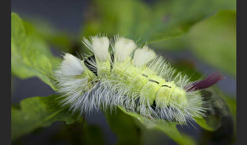 Rotschwanz (Elkneria pudibunda)