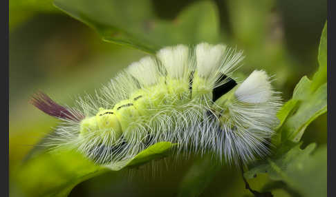 Rotschwanz (Elkneria pudibunda)