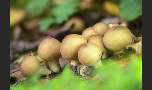 Birnenstäubling (Apioperdon pyriforme)