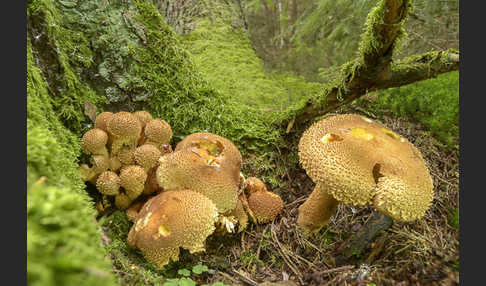 Sparriger Schüppling (Pholiota squarrosa)