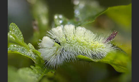 Rotschwanz (Elkneria pudibunda)