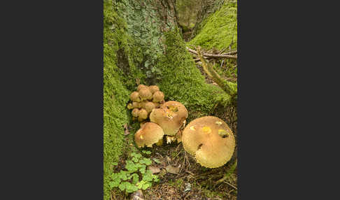 Sparriger Schüppling (Pholiota squarrosa)