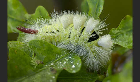 Rotschwanz (Elkneria pudibunda)