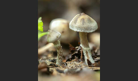 Buntstieliger Gürtelfuß (Cortinarius casimiri)