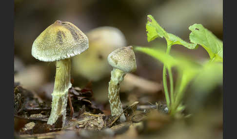 Buntstieliger Gürtelfuß (Cortinarius casimiri)