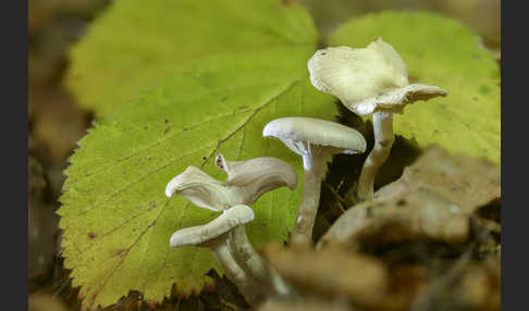 Ranziger Trichterling (Singerocybe phaeophthalma)