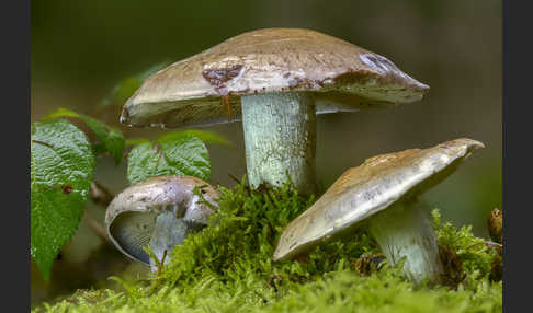 Reihiger Klumpfuß (Cortinarius glaucopus)