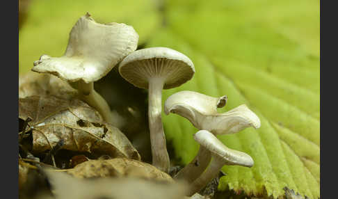 Ranziger Trichterling (Singerocybe phaeophthalma)