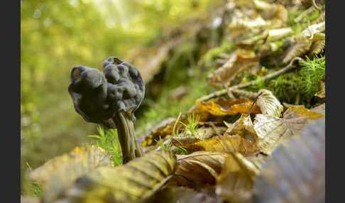 Gruben-Lorchel (Helvella lacunosa)