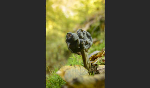 Gruben-Lorchel (Helvella lacunosa)