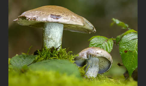 Reihiger Klumpfuß (Cortinarius glaucopus)